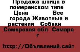 Продажа шпица в померанском типе › Цена ­ 20 000 - Все города Животные и растения » Собаки   . Самарская обл.,Самара г.